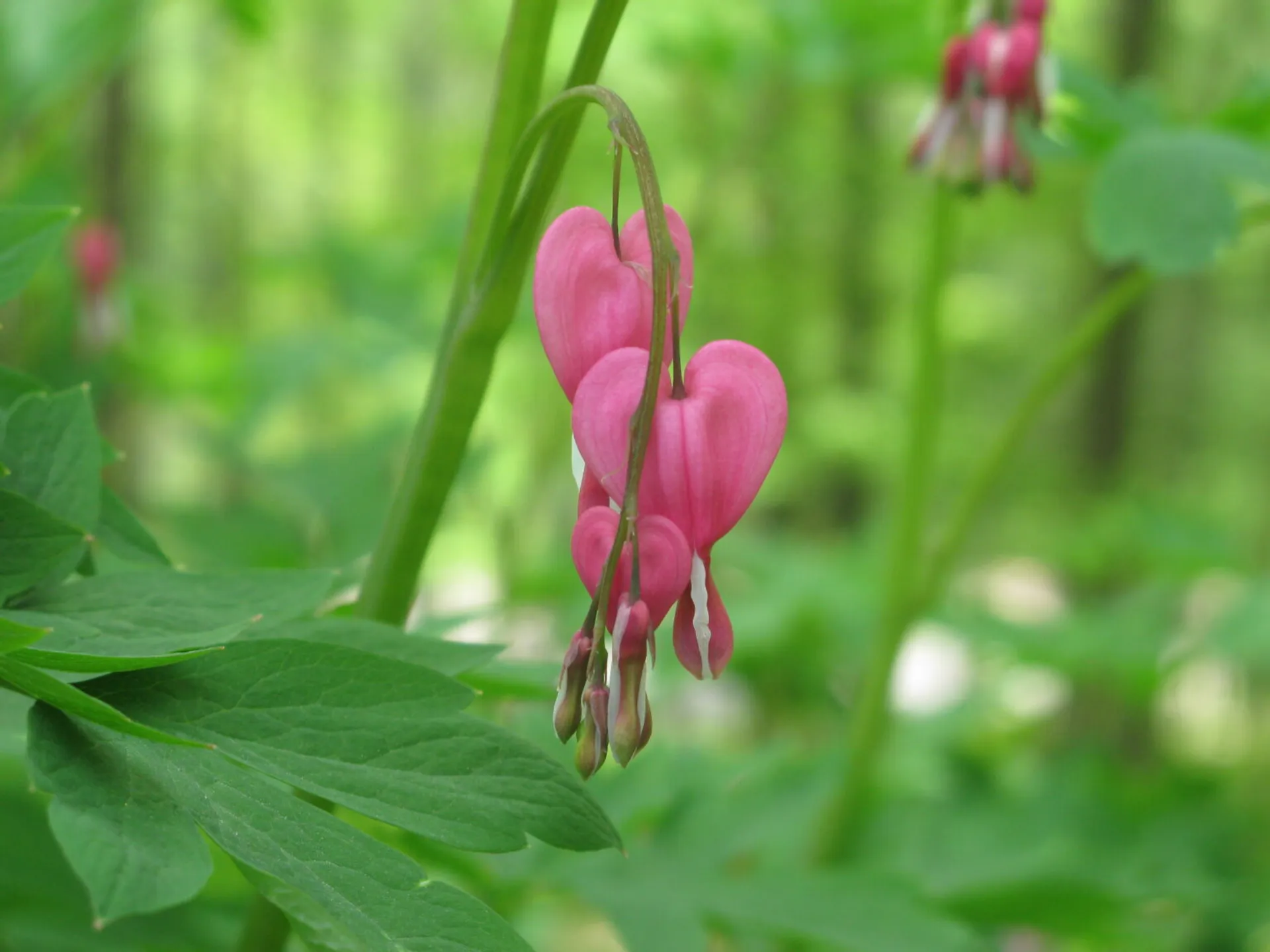 Bleeding heart flowers representing compassion and healing