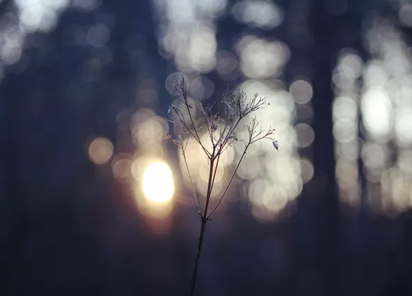 A dandelion at sunset symbolizing hope and renewal after loss
